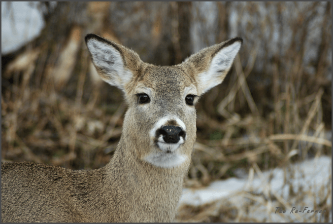 2018-03-17.deer.looking