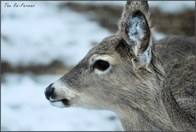 2018-03-17.deer.profile