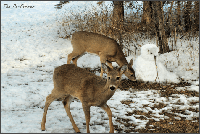 2018-03-17.two.deer