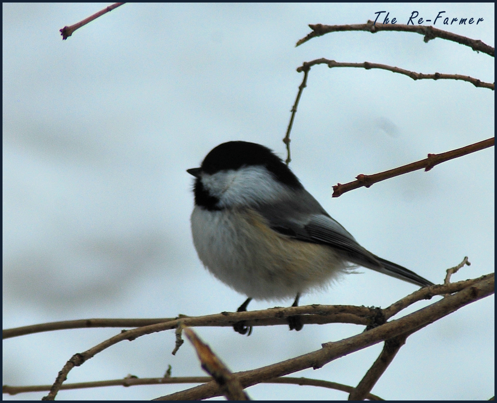 2018-03-18.chickadee