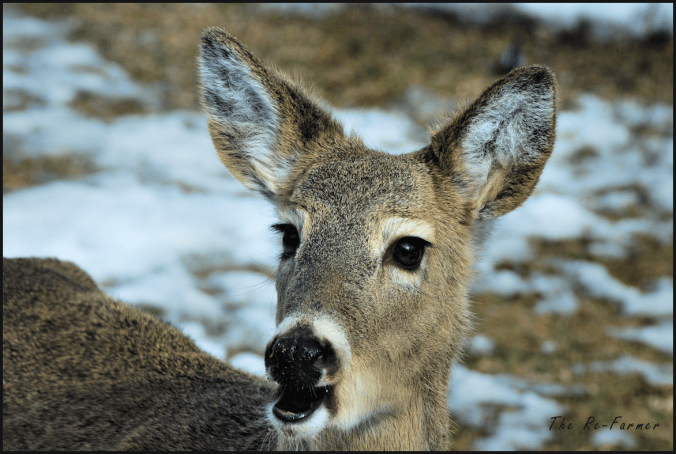 2018-03-19.deer2