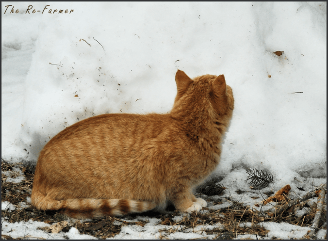 2018-03-20.crime.boy