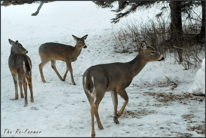 2018-03-20.three.deer
