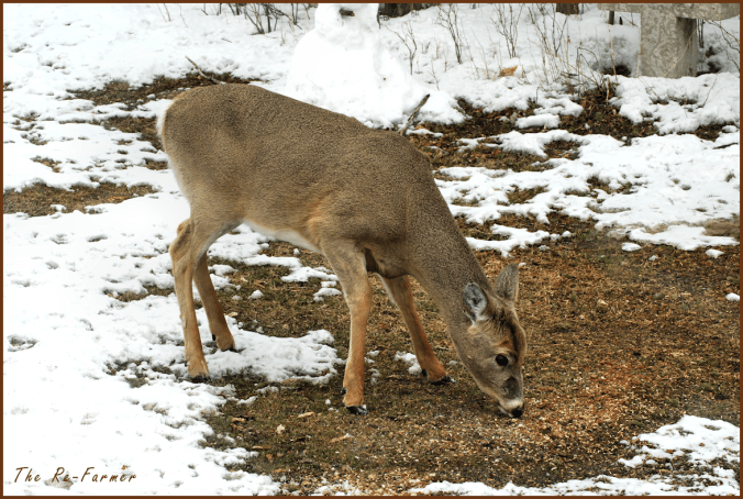 2018-03-21.deer.feeding