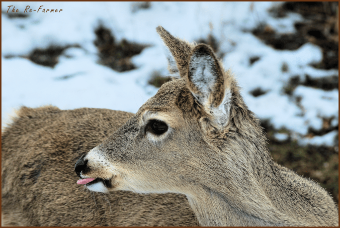2018-03-21.deer.tongue
