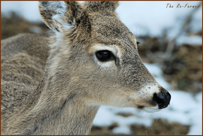 2018-03-21.deer,profile