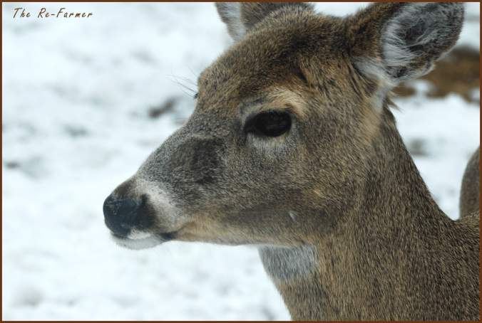2018-03-21.new.deer.profile