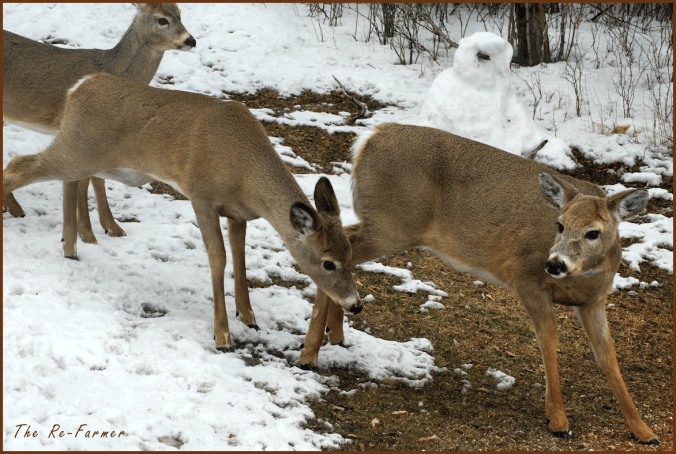2018-03-21.three.deer
