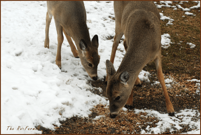 2018-03-21.two.deer.feeding