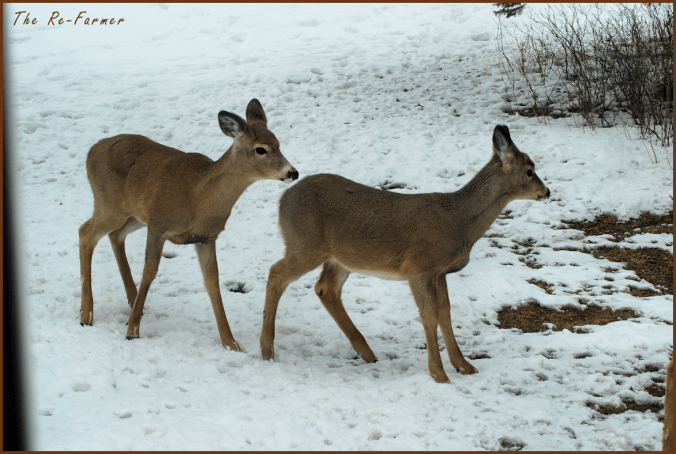 2018-03-21.two.deer.incoming