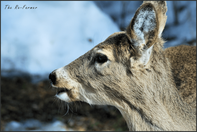 2018-03-23.deer.profile