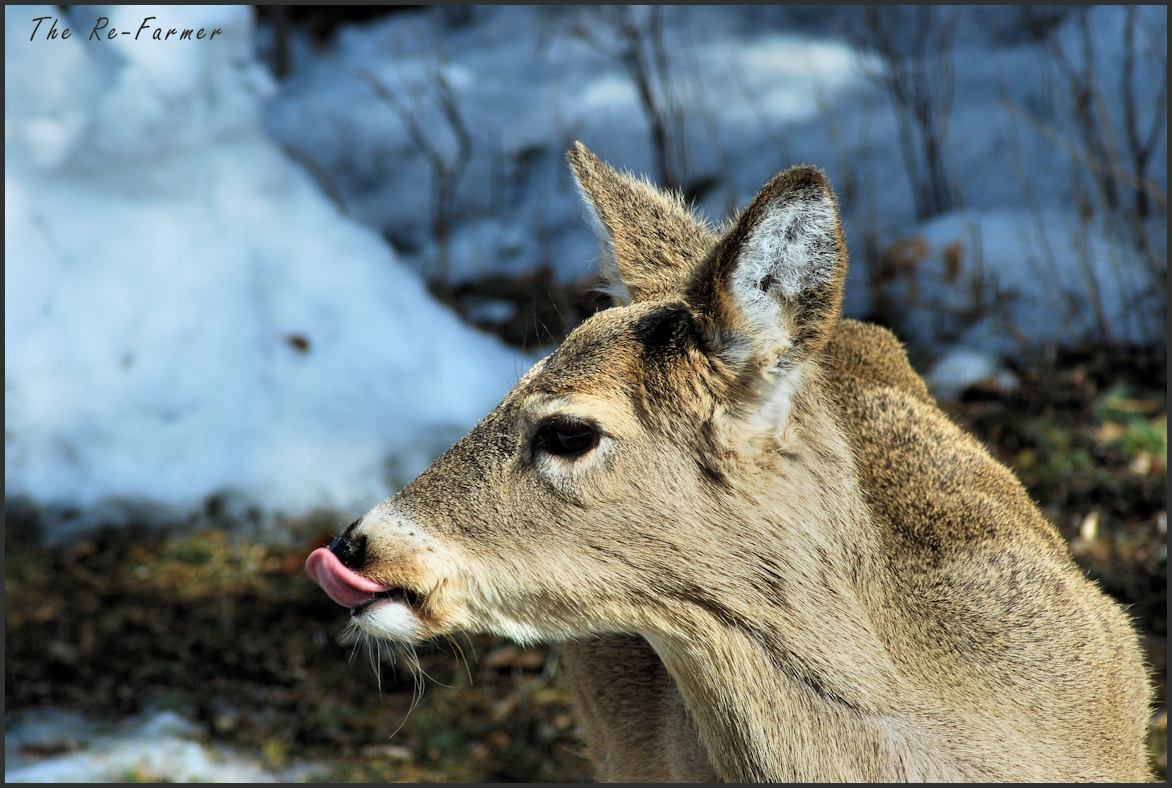 2018-03-23.deer.tongue