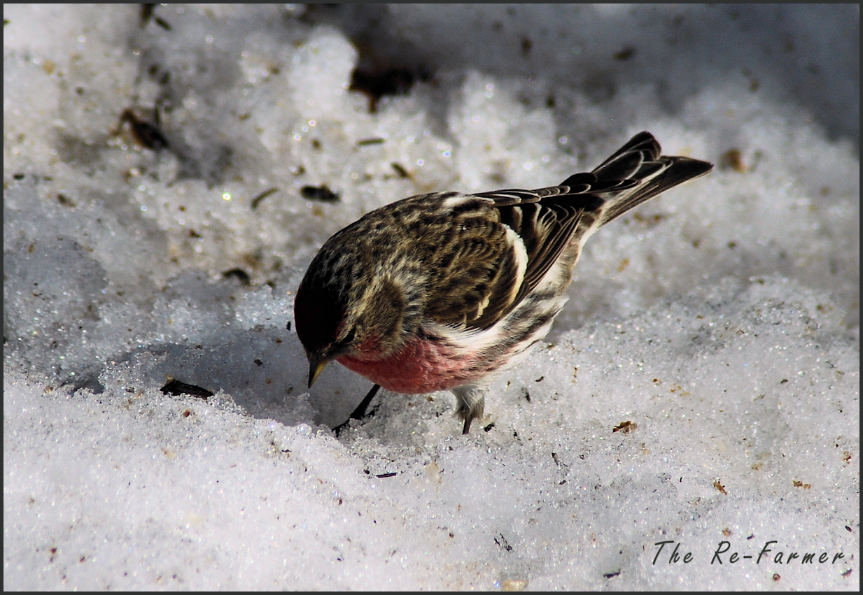 2018-03-23.redpoll