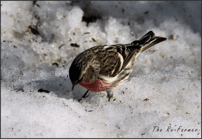 2018-03-23.redpoll