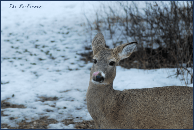 2018-03-24.deer.supertongue