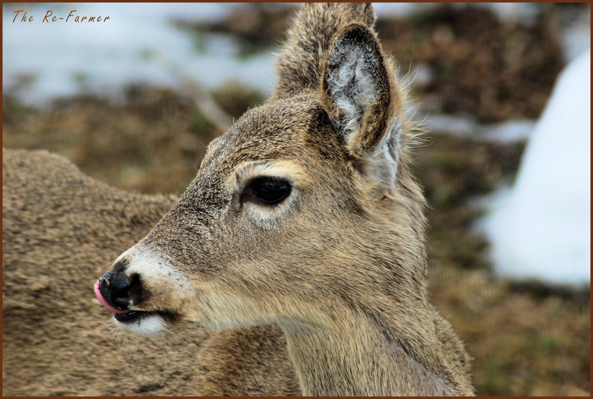 2018-03-26.deer1
