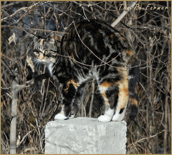 2018-03-27.butterscotch