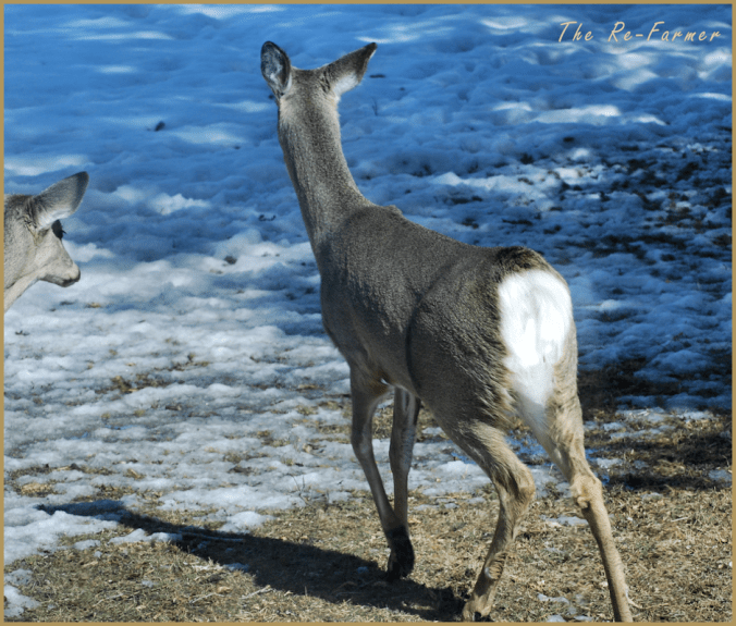 2018-03-27.new.deer.no.tail