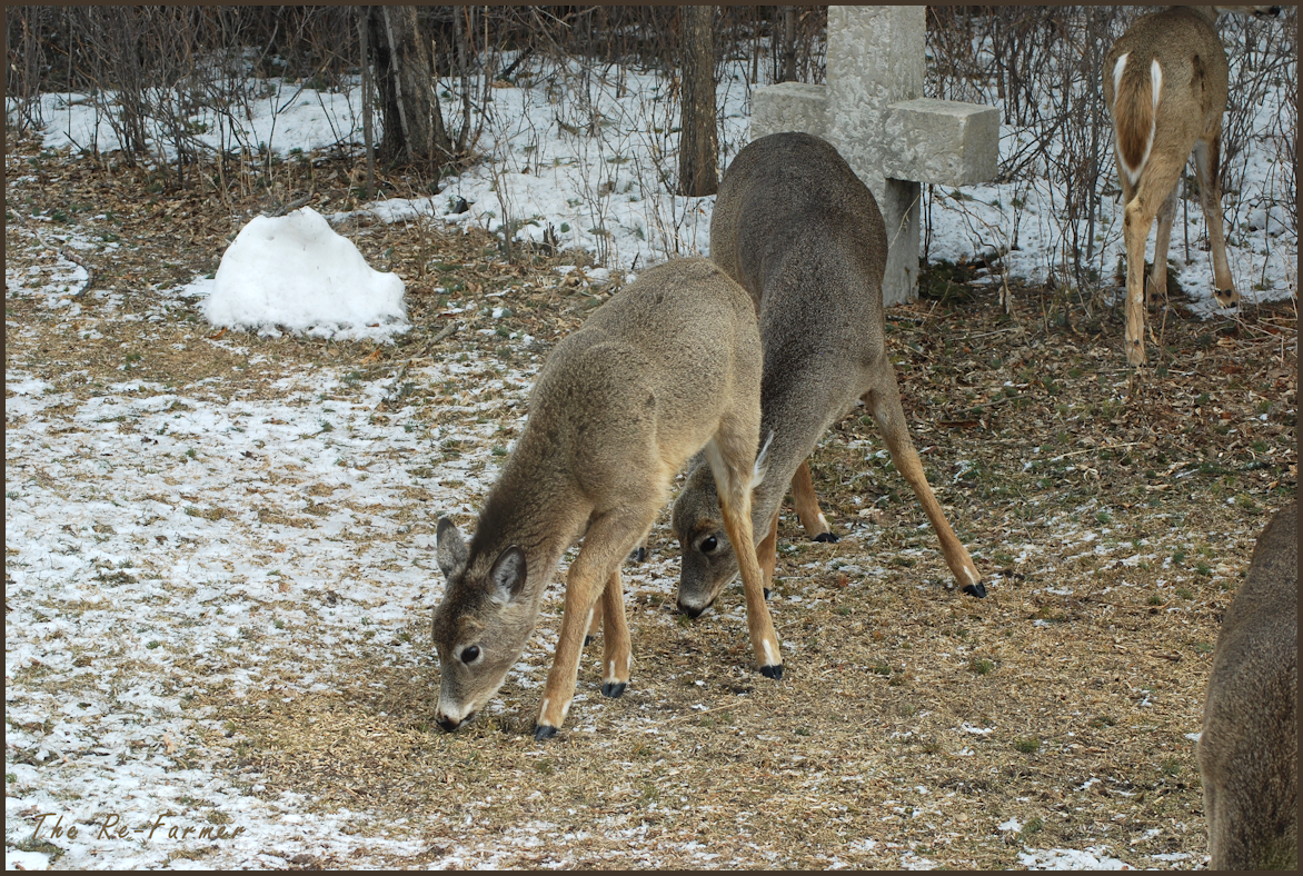2018-03-29.deer.group