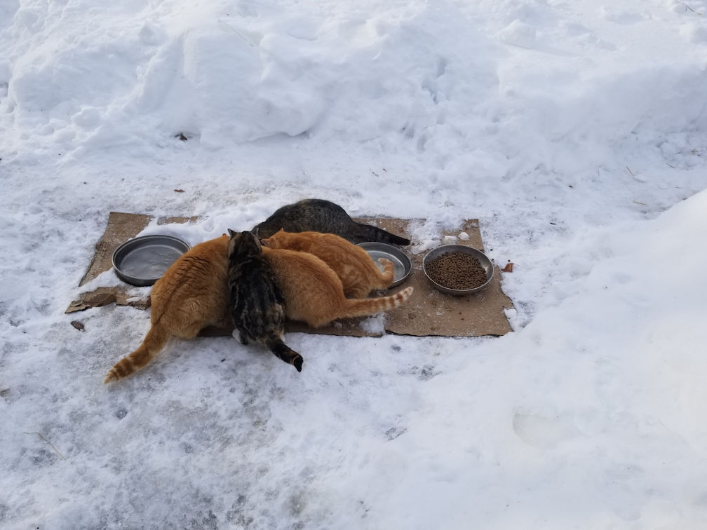 20180308foodbowlrejected