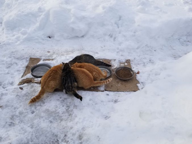 20180308foodbowlrejected