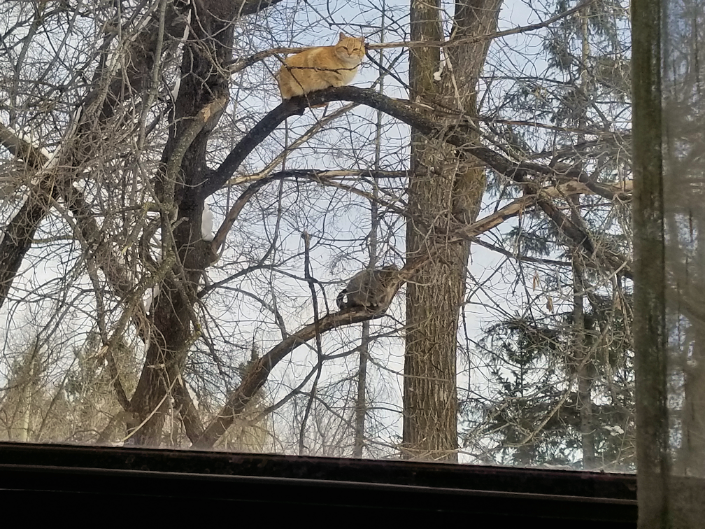 20180310strange.fruits