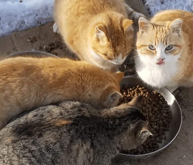 20180313morning.cats