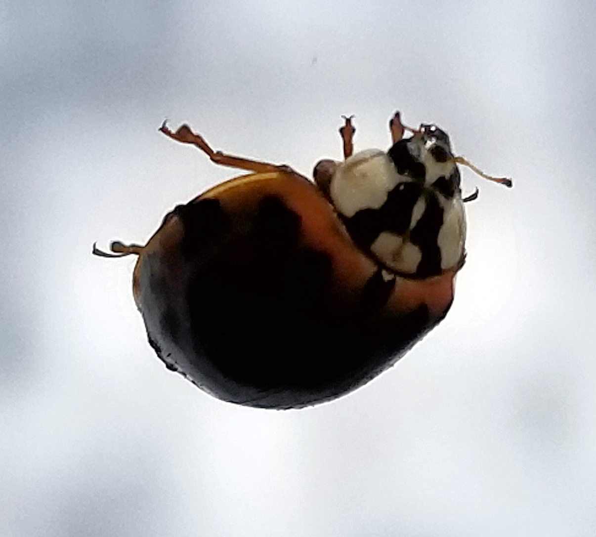 20180316asian.lady.beetle