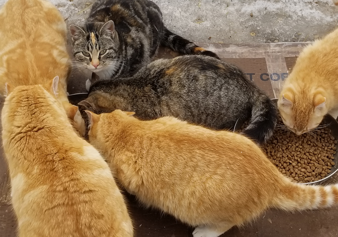20180322_cats