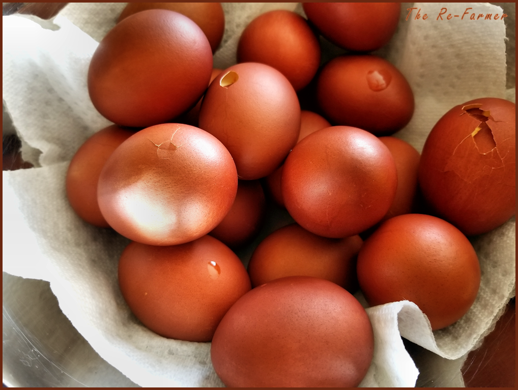 Onion skin dyed eggs