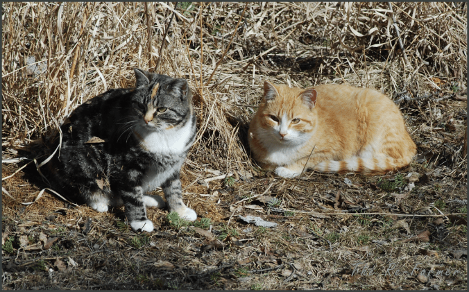 2018-04-02.butterscotch.nastycrimeboy