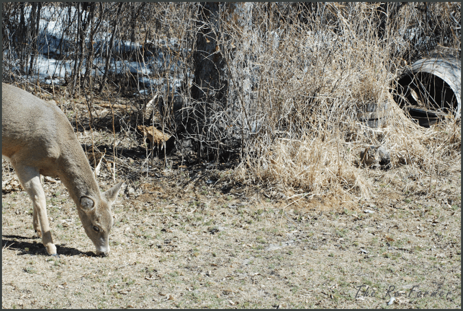 2018-04-02.deer.and.cat