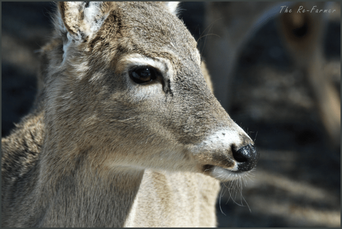 2018-04-02.deer.profile