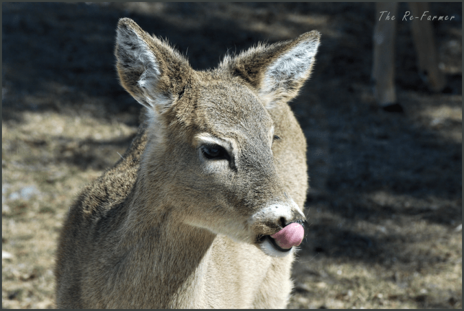 2018-04-02.deer.tongue