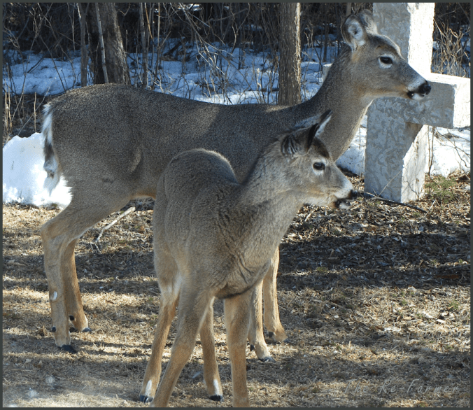 2018-04-02.deer.watching