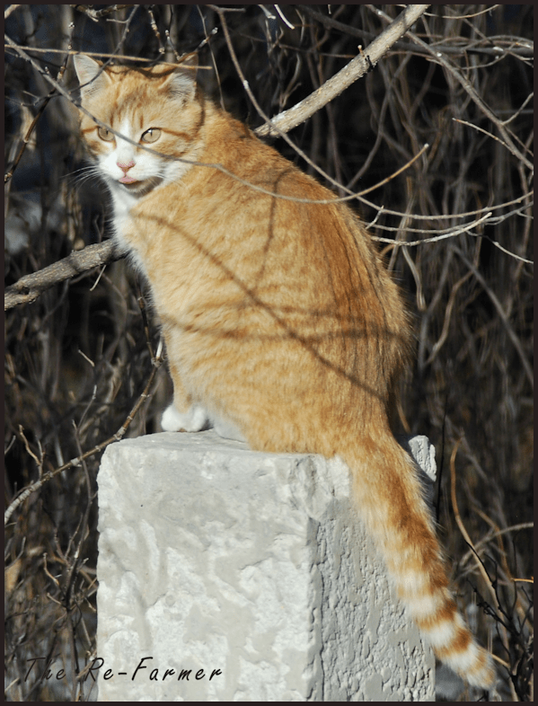 2018-04-03.funny.cat