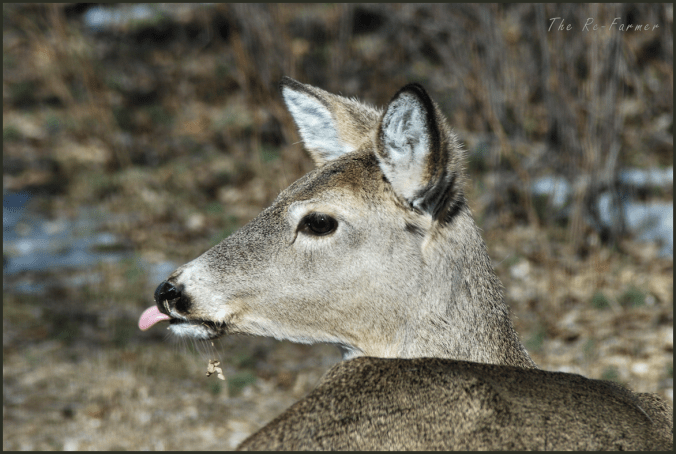 2018-04-04.deer1