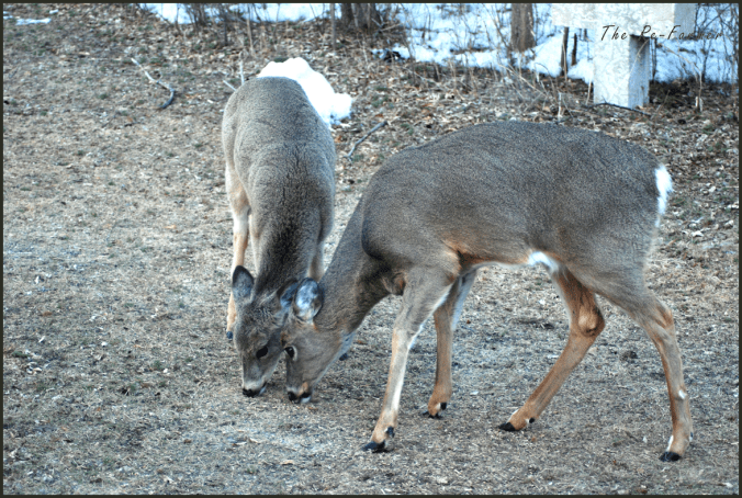 2018-04-04.deer6