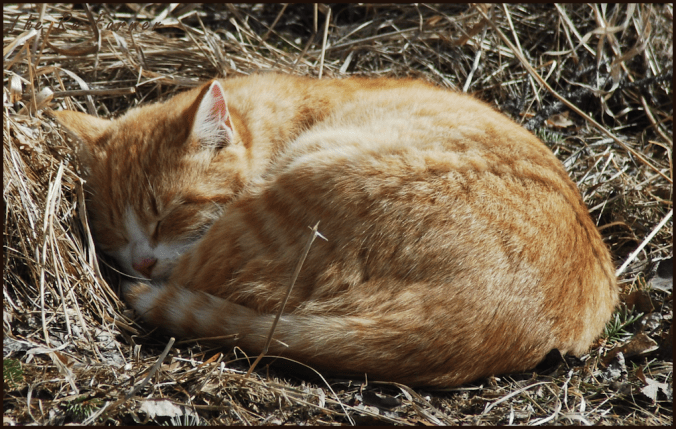2018-04-04.sleeping.cat