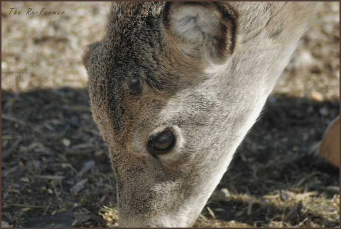 2018-04-05.antler.nubs