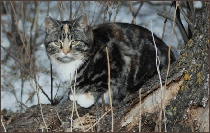 2018-04-05.butterscotch