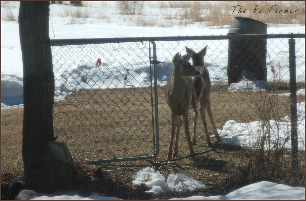 2018-04-05.front.deer