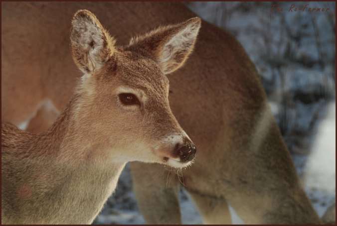 2018-04-06.deer.looking
