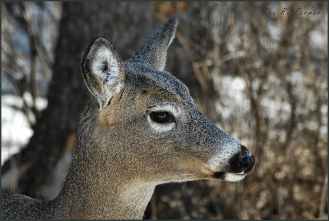 2018-04-07.profile.deer