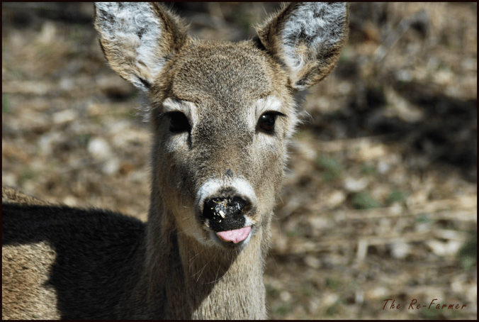 2018-04-08.deer.bleh