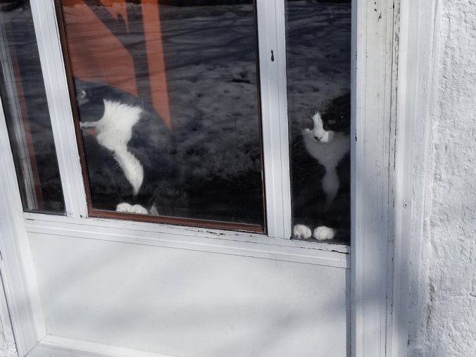 2018-04-09.curious.cats