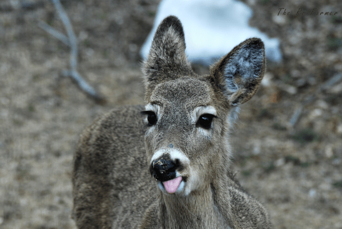 2018-04-10.deer1