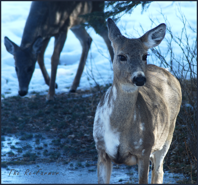 2018-04-11.piebald.deer.1