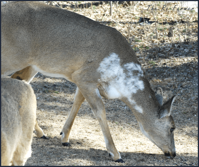 2018-04-11.piebald.deer.2