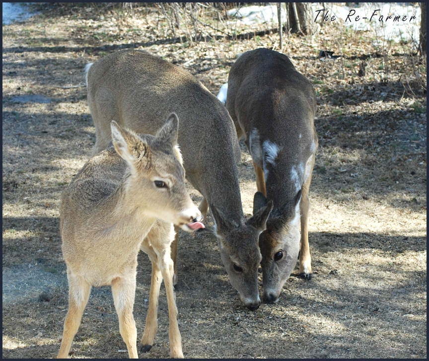 2018-04-11.piebald.deer.3